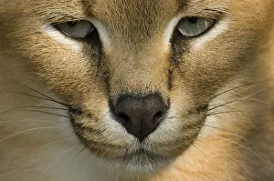 Close up head portrait of Caracal (Caracal caracal) captive Close up head portrait of Caracal (Caracal caracal) captive