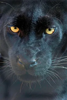 Close up head portrait of melanistic / black Leopard (Panthera pardus) Captive Close up head portrait of melanistic / black Leopard (Panthera pardus) Captive