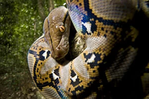 Images Dated 12th February 2009: Close up of juvenile Reticulated python (Python reticulatus) looking down from tree
