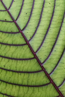 Melanesia Gallery: Close up of leaf from montane rainforest with distinct veins, Mainland New Guinea