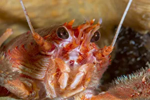Images Dated 3rd January 2016: Close up of a Long clawed squat lobster (Munida rugosa) in Loch Carron, January 2016