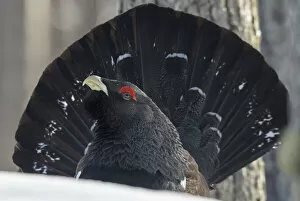 Close up of male Western capercaillie (Tetrao urogallus) during lek mating, Finland. March