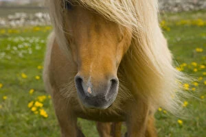 Images Dated 7th June 2007: Close up of muzzle and mane of Shetland Pony, Shetland Islands, Scotland, UK