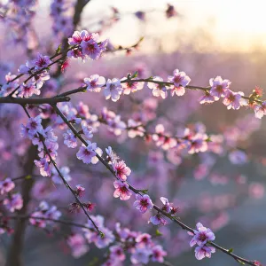 Close up of Peach tree (Prunus persica) blossom, Fruiturisme Tourism Experience, Lleida Close up of Peach tree (Prunus persica) blossom, Fruiturisme Tourism Experience, Lleida