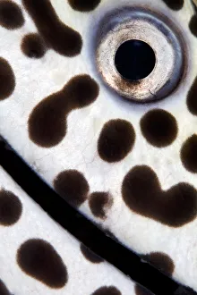 Images Dated 24th August 2011: Close up detail photo of a Spotted moray (Gymnothorax isingteena), Baa Atoll, Maldives