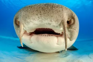 Close up portrait of the face of a Nurse shark (Ginglymostoma cirratum) resting Close up portrait of the face of a Nurse shark (Ginglymostoma cirratum) resting