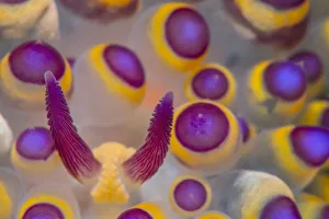 Close up detail of the rhinophores and caruncle of a Nudibranch (Janolus savinkini) Close up detail of the rhinophores and caruncle of a Nudibranch (Janolus savinkini)