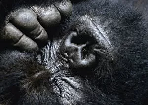 Hominoidea Gallery: Close up of a silverback Mountain gorilla (Gorilla beringei beringei) face with eyes closed