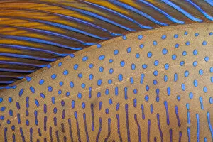 Bignose Unicornfish Gallery: Close up of skin and dorsal fin of a Bignose unicornfish (Naso vlamingii
