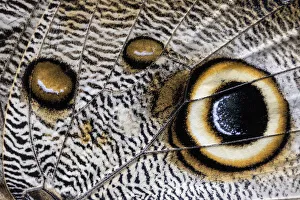 Close up of the spots pattern on wing of a Giant owl butterfly (Caligo sp) Mindo Close up of the spots pattern on wing of a Giant owl butterfly (Caligo sp) Mindo
