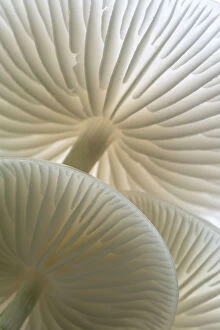 Images Dated 11th September 2018: Close-up of backlit Porcelain fungus (Oudemansiella mucida) showing gills, Golith Falls