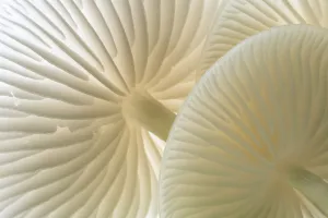 Close-up of backlit Porcelain fungus (Oudemansiella mucida) showing gills, Cornwall, UK Close-up of backlit Porcelain fungus (Oudemansiella mucida) showing gills, Cornwall, UK