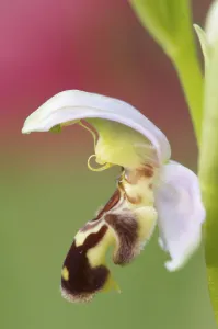 Close-up of Bee orchid (Ophrys apifera) flower, San Marino, May 2009 Close-up of Bee orchid (Ophrys apifera) flower, San Marino, May 2009
