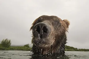 Close-up of Brown bear (Ursus arctos) in lake, Kamchatka, Far east Russia, August Close-up of Brown bear (Ursus arctos) in lake, Kamchatka, Far east Russia, August