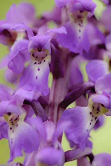 Orchids Gallery: Close-up of Early purple orchid (Orchis mascula) in flower, Gamlingay Wood, Cambridgeshire