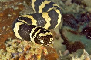 Close-up of a Egg-eating / Turtleheaded sea snake (Emydocephalus annulatus) with Close-up of a Egg-eating / Turtleheaded sea snake (Emydocephalus annulatus) with