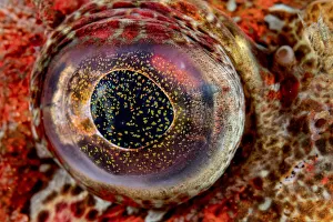 Close-up detail of the eye of a Red Irish lord fish (Hemilepidotus hemilepidotus Close-up detail of the eye of a Red Irish lord fish (Hemilepidotus hemilepidotus