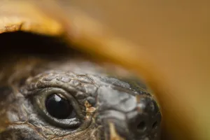 Close-up of Hermanns tortoise (Testudo hermanni) head, Djerdap National Park Close-up of Hermanns tortoise (Testudo hermanni) head, Djerdap National Park