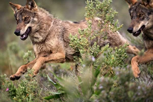 Images Dated 2nd April 2007: Close-up of Iberian wolves {Canis lupus sygnatus} running, captive, Lobo Park, Antequera