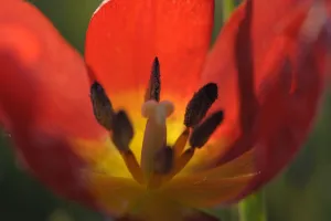 Close-up inside Wild tulip (Tulipa schrenkii, ) Rostovsky Nature Reserve, Rostov Region Close-up inside Wild tulip (Tulipa schrenkii, ) Rostovsky Nature Reserve, Rostov Region