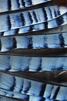 Close-up of a Jays (Garrulus glandarius) wing, showing blue covert feathers Close-up of a Jays (Garrulus glandarius) wing, showing blue covert feathers