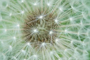 Close-up of a Mountain hawkbit (Leontodon montanus) seed head, Liechtenstein Close-up of a Mountain hawkbit (Leontodon montanus) seed head, Liechtenstein