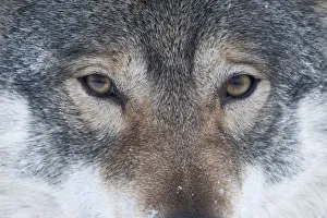 Close-up portrait of a European grey wolf (Canis lupus), captive, Norway, February Close-up portrait of a European grey wolf (Canis lupus), captive, Norway, February