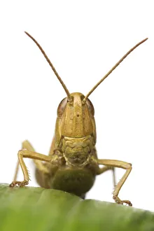 Close-up portrait of a Lesser marsh grasshopper (Chorthippus albomarginatus), Leicestershire Close-up portrait of a Lesser marsh grasshopper (Chorthippus albomarginatus), Leicestershire