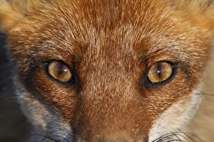 Images Dated 12th June 2006: Close-up portrait of a Red Fox (Vulpes vulpes). Vosges, France, June