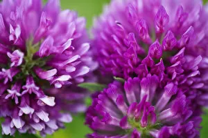 Images Dated 2nd June 2009: Close-up of Red clover (Trifolium pratense) flowers, Eastern Slovakia, Europe, June 2009