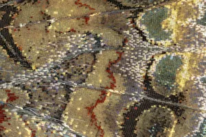 Close-up of scales on underside of Red admiral butterfly wing (Vanessa atalanta) Close-up of scales on underside of Red admiral butterfly wing (Vanessa atalanta)