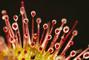 Images Dated 1st September 2011: Close-up of the tentacles of a Sundew (Drosera rotundifolia), with secretions of mucilage