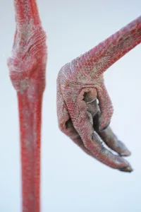 Close-up of White stork (Ciconia ciconia) foot, La Serena, Extremadura, Spain, March 2009 Close-up of White stork (Ciconia ciconia) foot, La Serena, Extremadura, Spain, March 2009