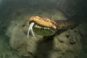 Images Dated 16th September 2017: Close view of a Green anaconda, (Eunectes murinus) underwater, Formoso River, Bonito