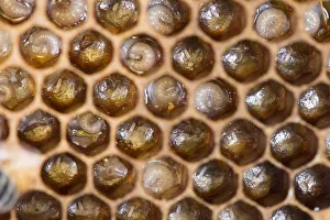 Close up view of Honey Bee comb showing larvae in cells Norfolk, England, June 2017 Close up view of Honey Bee comb showing larvae in cells Norfolk, England, June 2017