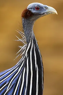 March 2022 highlights/close vulturine guineafowl acryllium vulturinum March 2022 highlights/close vulturine guineafowl acryllium vulturinum