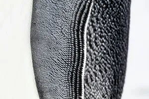 Emperor Penguin Gallery: Close up of the wing of an Emperor penguin (Aptenodytes forsteri), Gould Bay, Weddell Sea