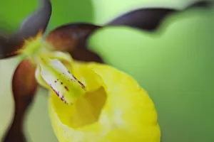 Close up of Yellow ladys slipper orchid {Cypripedium calceolus} Sweden Close up of Yellow ladys slipper orchid {Cypripedium calceolus} Sweden