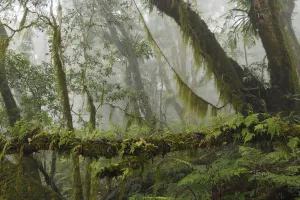 Cloud forest in the Yushan National Park, Taiwan Cloud forest in the Yushan National Park, Taiwan