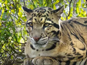 Clouded leopard (Neofelis nebulosa) portrait, captive, occurs in the Himalayas Clouded leopard (Neofelis nebulosa) portrait, captive, occurs in the Himalayas