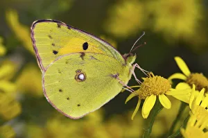 Clouded yellow butterfly (Colias crocea) perched on Ragwort flower. West Sussex, UK Clouded yellow butterfly (Colias crocea) perched on Ragwort flower. West Sussex, UK
