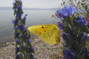 Clouded yellow butterfly (Colias croceus) feeding on Vipers bugloss (Echium vulgare Clouded yellow butterfly (Colias croceus) feeding on Vipers bugloss (Echium vulgare