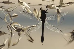 Club-tailed dragonfly (Gomphus vulgatissimus) silhouetted on grass seeds, Lagadin region Club-tailed dragonfly (Gomphus vulgatissimus) silhouetted on grass seeds, Lagadin region