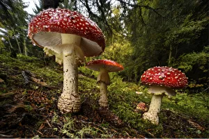 Cluster of Fly agaric mushrooms / fungi (Amanita muscaria Cluster of Fly agaric mushrooms / fungi (Amanita muscaria