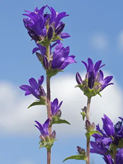 Clustered bellflower (Campanula glomerata) against sky. Pewsey Downs National Nature Clustered bellflower (Campanula glomerata) against sky. Pewsey Downs National Nature