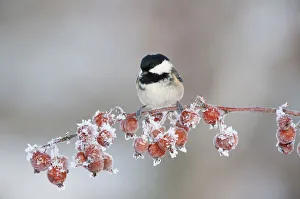 Coal tit (Periparus ater) adult in winter, perched on twig with frozen crab apples Coal tit (Periparus ater) adult in winter, perched on twig with frozen crab apples