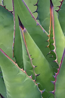 Magnoliopsida Gallery: Coastal agave (Agave shawii) leaves. Near Bahia de Los Angeles, Baja California, Mexico