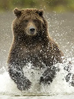 Coastal brown bear (Ursus arctos) fishing, Lake Clarke National Park, Alaska, September Coastal brown bear (Ursus arctos) fishing, Lake Clarke National Park, Alaska, September