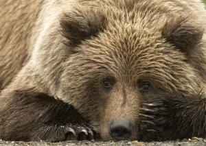 Coastal brown bear (Ursus arctos) resting, Lake Clarke National Park, Alaska, September Coastal brown bear (Ursus arctos) resting, Lake Clarke National Park, Alaska, September