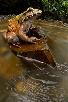 Coastal Ecuador smoky jungle frog / Choco jungle-frog (Leptodactylus peritoaktites) Coastal Ecuador smoky jungle frog / Choco jungle-frog (Leptodactylus peritoaktites)